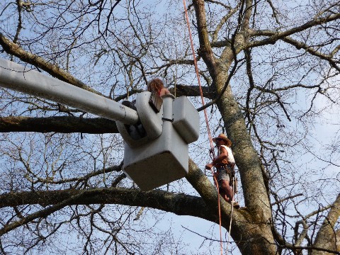 Tree Work  024 Medium Web view.jpg